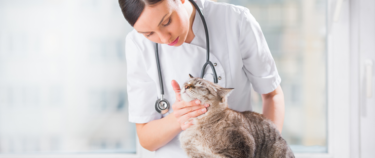 chat chez le vétérinaire